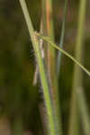 Downy danthonia